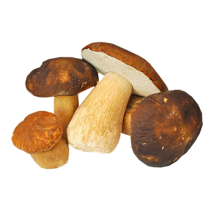 Fresh mushrooms